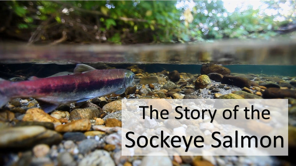 The Story of the Sockeye Salmon